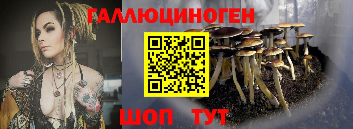 Ачхой-Мартан  Псилоцибиновые грибы Psilocybine cubensis  Вход с VPN 